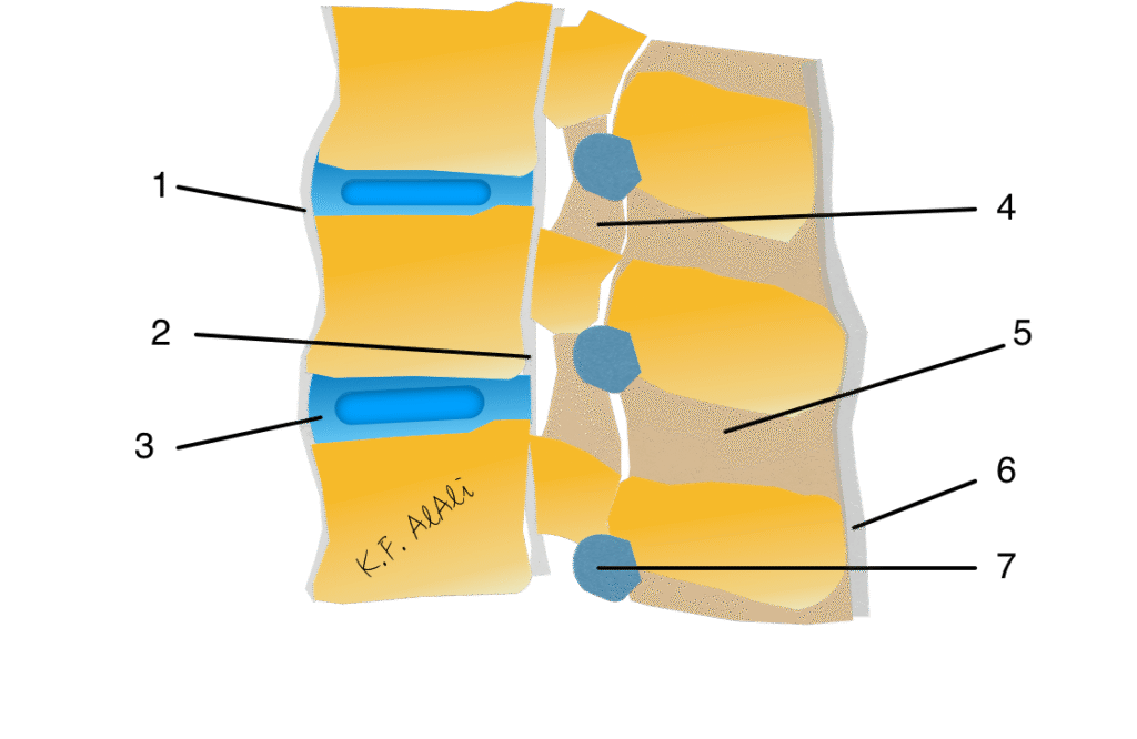cervical ligaments quiz
