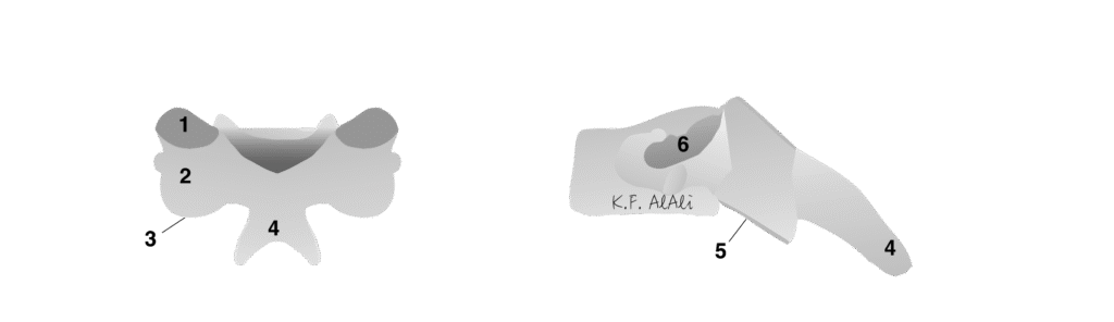 Subaxial cervical vertebrea subaxial c
